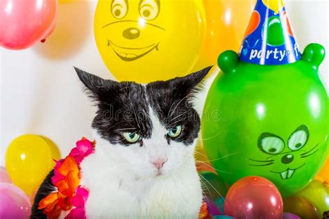 Cat And Balloons Stock Image Image Of Party Green Surrounded 45002043