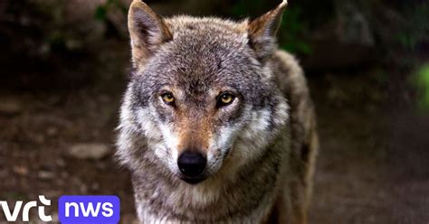 Wolf Springt Over Omheining En Staat Oog In Oog Met Schapenhouder In