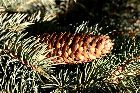 Pine Cone On Tree Picture Free Photograph Photos Public Domain