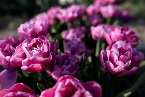 Tulipán Rosy Diamond · Loukykvět