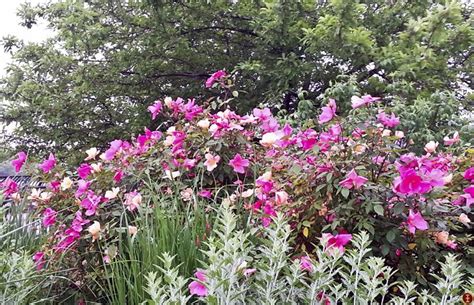 One of the prominent services of color earth is their color earth mega sale on religious and national choose your favorite products at color earth and save money. "Flowers are the music of the ground from earth's lips ...