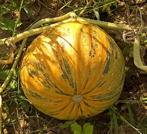 Maybe you would like to learn more about one of these? File:Cucurbita pepo var. styriaca05.jpg - Wikipedia