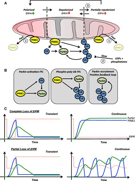 A Model To Describe The Responses Of The Pink1parkin Pathway Download Scientific Diagram