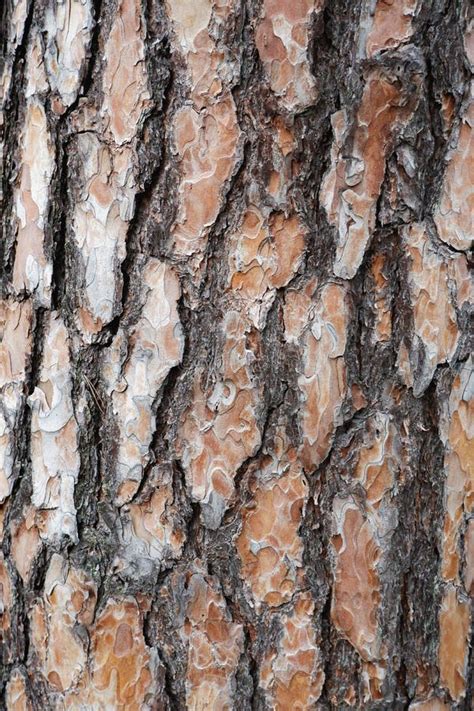 Pine Tree Bark Texture Tree Pine Brown Color Closeup Natural