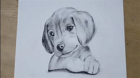 Pencil Drawing Of A Puppy Youtube