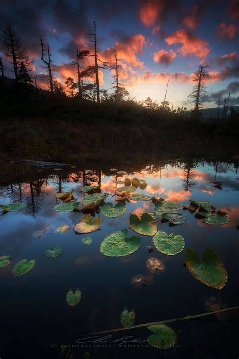 Pond Reflections By Carlos Rojas On 500px Beautiful Nature Tongass
