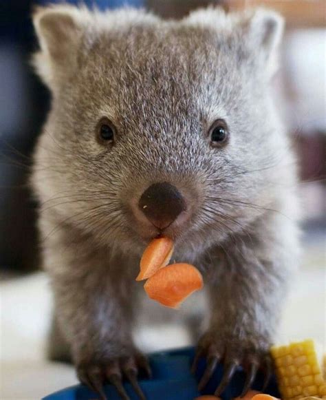 Wombat Munchies Cute Baby Cats