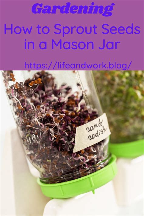 How To Sprout Seeds In A Mason Jar