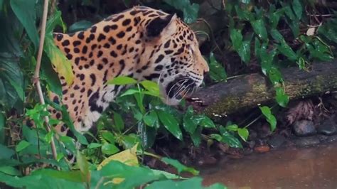 World Wildlife Fund Tv Commercial Wwf On Tv Jaguars