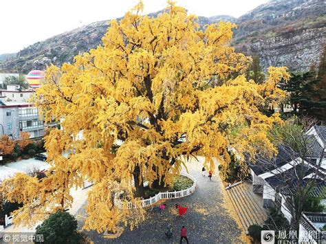 중국포토 장쑤성의 1000년 된 은행나무
