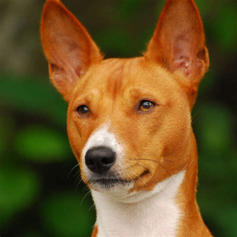 Basenji Dog Breed Information And Facts