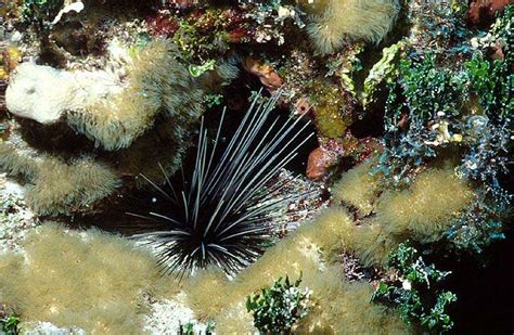 Algae Threaten Corals Long Spined Sea Urchin Keeps Algae In Check