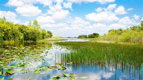 The Everglades 2021 Les 10 Meilleures Visites Et Activités Avec