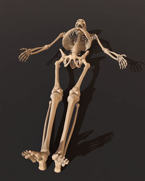 Esqueleto Humano En 3d