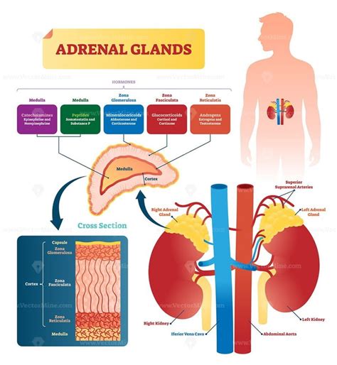 Adrenal Glands Vector Illustration Vectormine