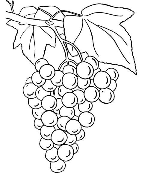 Grapes Coloring Pages For Kids : Color Luna