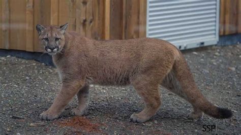 Claws Encounter Cougar Stalks Cat Into Bc Home Ctv Vancouver News