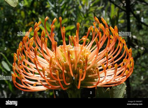 Protea Pin Cushion Flower In Bloom Stock Photo Alamy