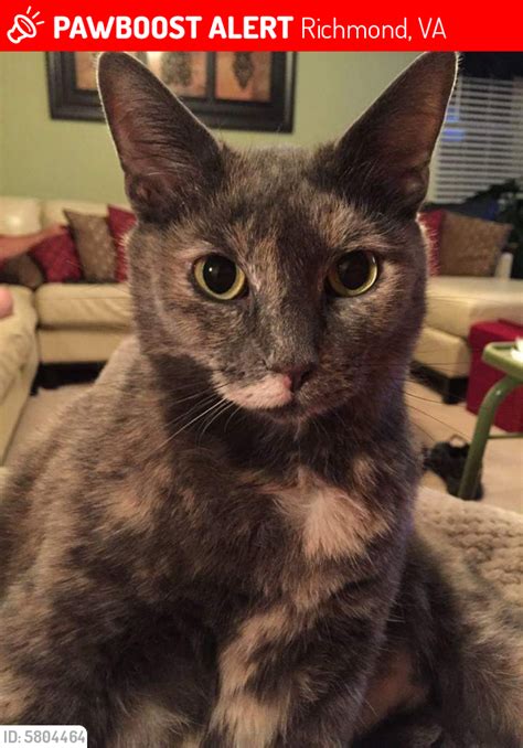 Hamilton health center of richmond, va. Lost Female Cat in Richmond, VA 23235 Named Kitty Poo (ID ...