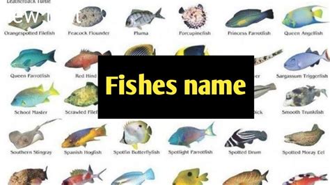 Fish Vocabularyfishes Namefish Name In English With Picturekids