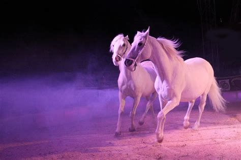 Pink Horses Image And Photo By Barbara Bamberger From Horses