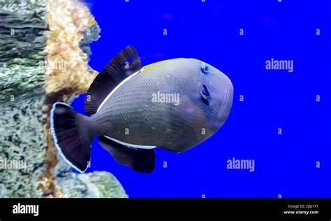 Blue Triggerfish On An Isolated Blue Background Pseudobalistes Fuscus