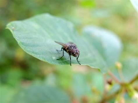 Fly Sits On Leaf Macro Stock Photo Image Of Diptera 95797452
