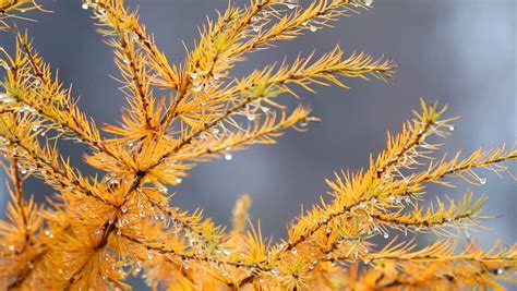 Larch Larix Yellow Autumn Twig With Dew Stock Footage Video 3133630