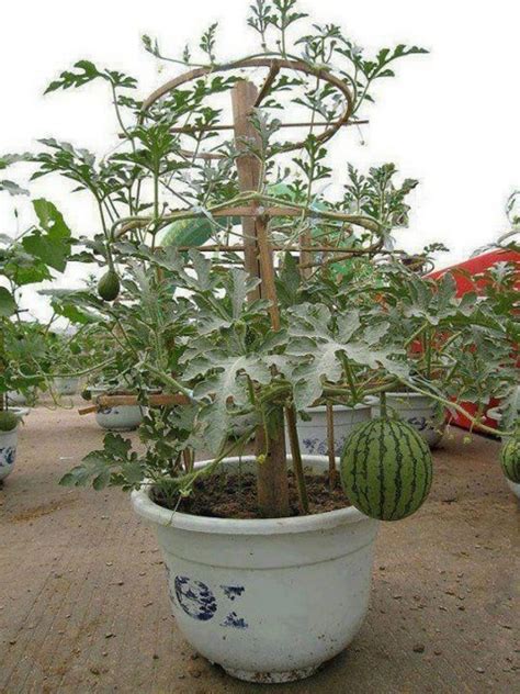 How To Grow Watermelons In Containers My Desired Home