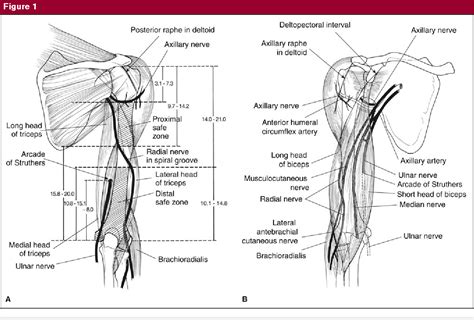 Figure 1 From Surgical Exposures Of The Humerus Semantic Scholar