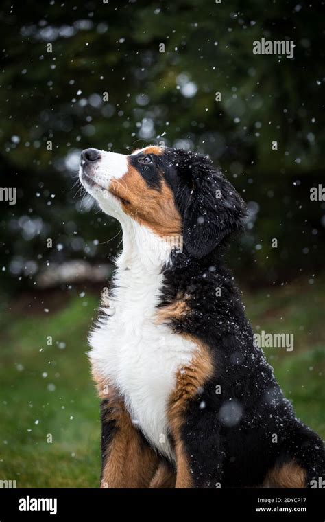 Bernese Mountain Dog Puppy Snowy Winter Day Stock Photo Alamy