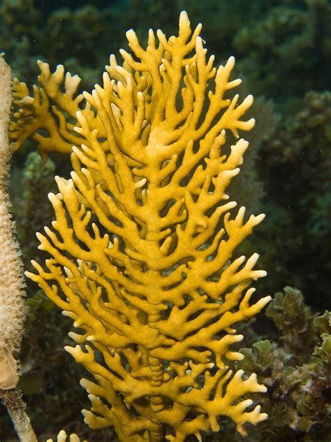 Arrecife De Coral Ocean Plants Beautiful Sea Creatures Sea Plants