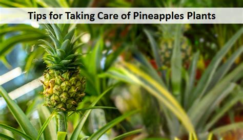 Tips For Taking Care Of Pineapples Plants My Plant Warehouse Indoor
