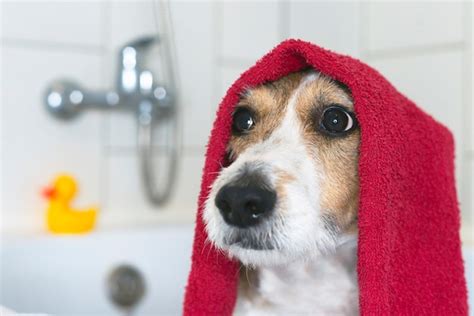Premium Photo Funny Dog In The Bathroom With A Towel On His Head Pet