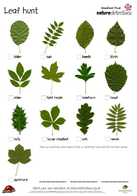 Printable Leaf Identification Chart Printable Word Searches