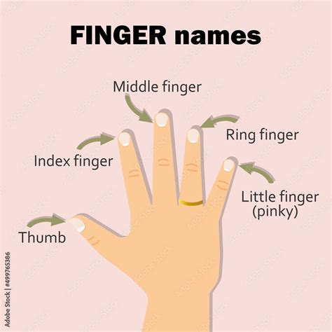 Finger Names Thumb Index Middle Ring Little Finger Or Pinky