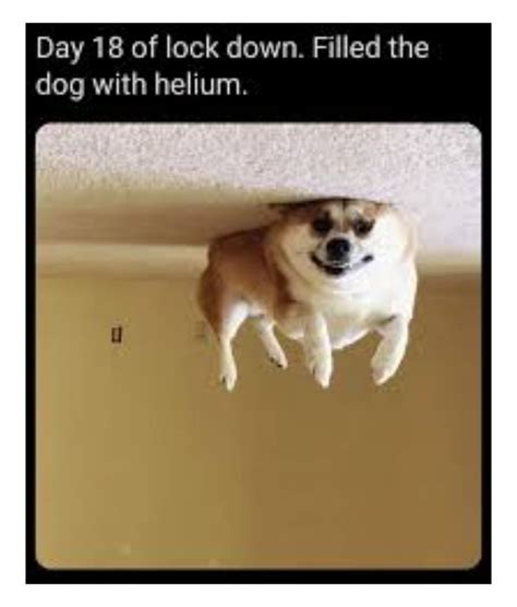 Day 81 Of Lock Down Filled The Dog With Helium Funny Animal Jokes