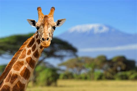 Wildlife Groups Seek Endangered Status For Giraffes