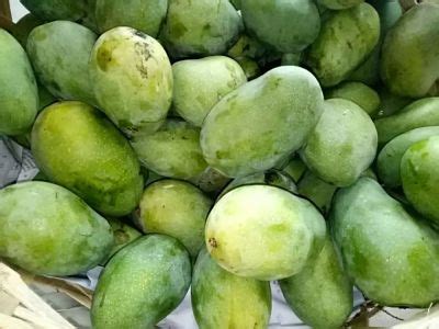 Namun, bukan lama, sekadar sebulan atau sebulan setengah sahaja musimnya. Jual Bibit Pohon Mangga Harum Manis Cangkokan - HigarAgro