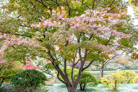 Japanese Maple Tree Growing Zones