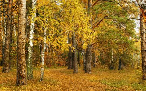 Autumn Birch Yellow Leaves Trees Forest Wallpaper Nature And