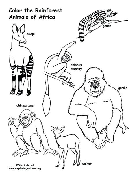 Rainforest Animals Coloring Pages At Free Printable