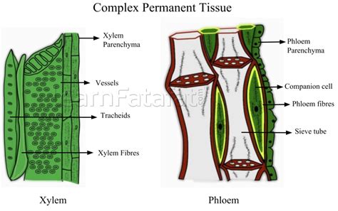 Complex Permanent Tissue In Plants Learnfatafat Class 9 Ch6 Tissues