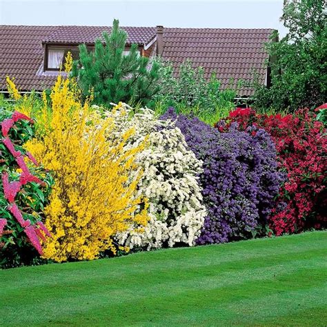 5 Flowering Shrubs To Plant That Form A Hedge For Privacy Garden