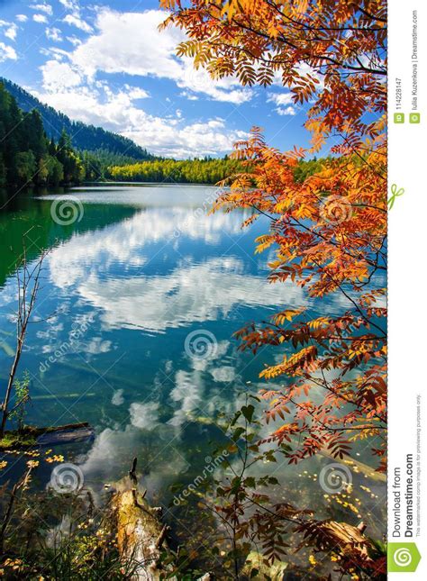 Mountain Autumn Green Siberia Lake With Reflection And Red Rowan Stock