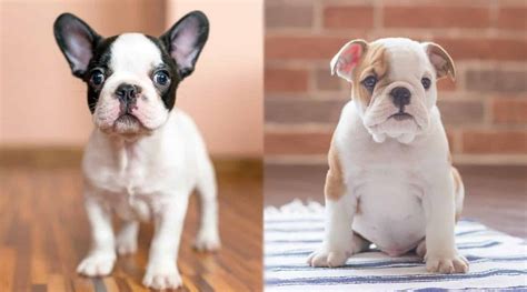 French Bulldog Vs English Bulldog Differences And Similarities