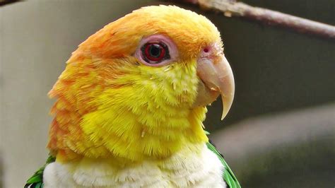Caique Parrot Personality | Caique parrot, Parrot, Parrot ...