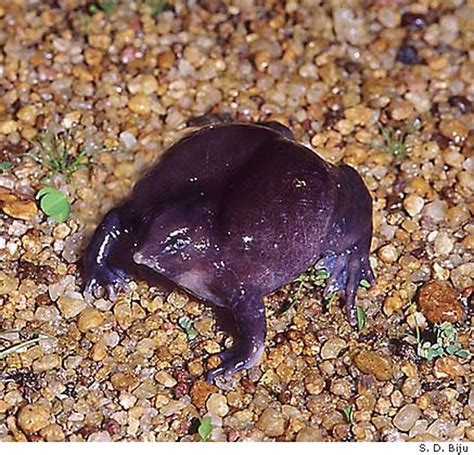 Bizarre Burrowing Purple Frog Found Mysterious Creature Hails From
