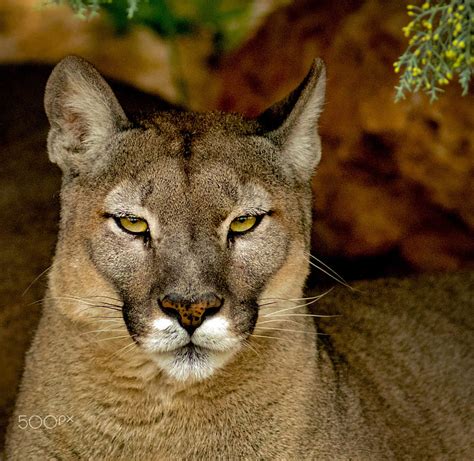 Cougar Animals Big Cats Wild Hd Wallpaper Peakpx