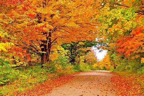 Autumn Fall Falls Pathway Enchanting Nature Landscape Seasons